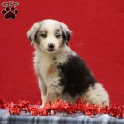 Tony  puppies for sale