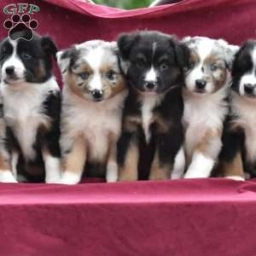 Patrick  puppies for sale