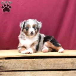 Patrick  puppies for sale