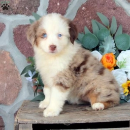 June  puppies for sale