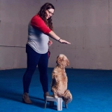 Service Dog Training  puppies for sale