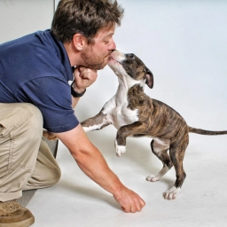 Service Dog Training  puppies for sale