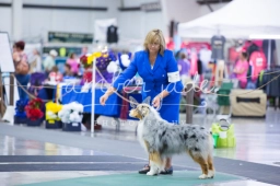 Service Dog Training  puppies for sale
