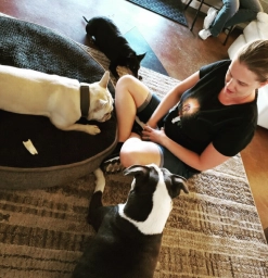 Dog Training  puppies for sale