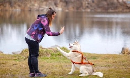 Dog Training  puppies for sale