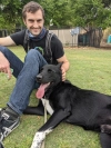 Dog Training  puppies for sale
