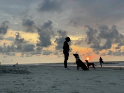 Service Dog Training  puppies for sale