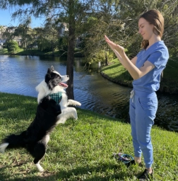 Dog Training  puppies for sale
