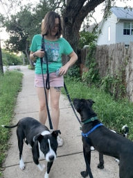 Service Dog Training  puppies for sale