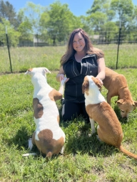 Puppy Training  puppies for sale