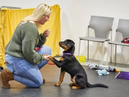 Puppy Training  puppies for sale
