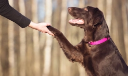 Dog Training  puppies for sale
