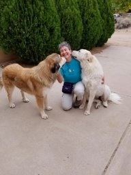 Service Dog Training  puppies for sale