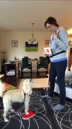 Dog Training  puppies for sale