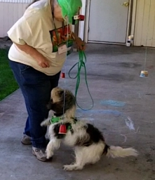 Dog Training  puppies for sale
