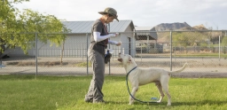 Dog Training  puppies for sale