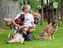 Service Dog Training  puppies for sale