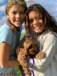 Dog Training  puppies for sale