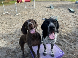 Service Dog Training  puppies for sale