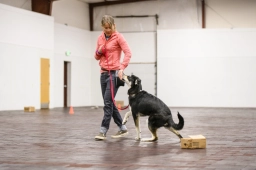 Puppy Training  puppies for sale