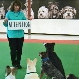 Service Dog Training  puppies for sale