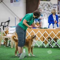 Service Dog Training  puppies for sale