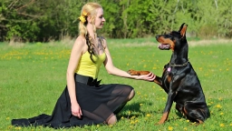 Dog Training  puppies for sale