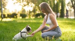 Dog Training  puppies for sale