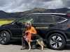 Service Dog Training  puppies for sale