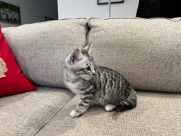 Dark Silver Boy  puppies for sale