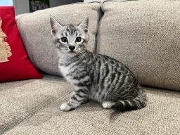 Dark Silver Boy  puppies for sale