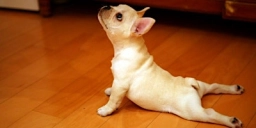 Dog Yoga  puppies for sale