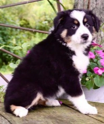 Abby  puppies for sale