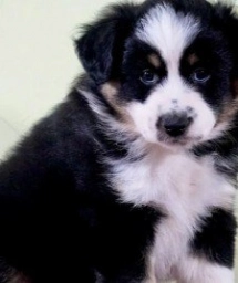 Abby  puppies for sale
