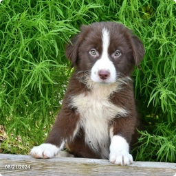 Amber  puppies for sale