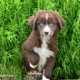 Alex  puppies for sale