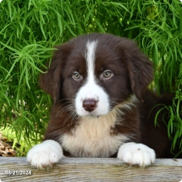 Aspen  puppies for sale