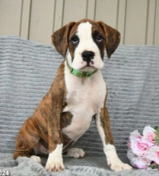 Nox  puppies for sale