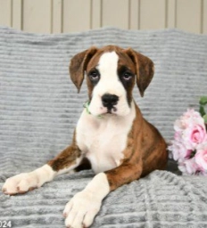 Nox  puppies for sale