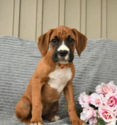 Nutmeg  puppies for sale