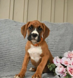 Nutmeg  puppies for sale