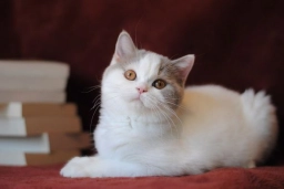 British shorthair lilac bicolor girl