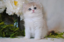 British longhair lilac golden shaded bicolor boy