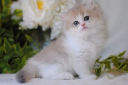 British longhair lilac golden shaded bicolor boy