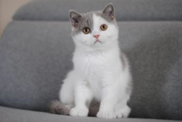 British shorthair lilac bicolor girl