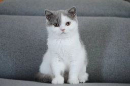 British shorthair lilac bicolor girl
