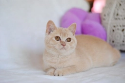 British shorthair cream girl from Litter P.