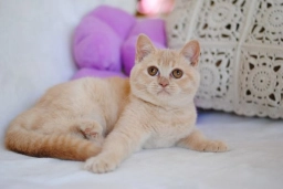 British shorthair cream girl from Litter P.