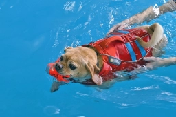Pet Swimming  puppies for sale