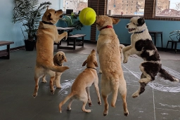 Pet Swimming  puppies for sale
